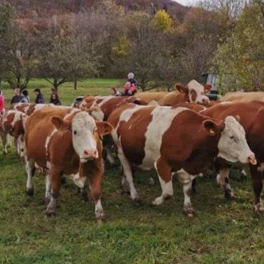 Kühe beim Weideabtrieb in Öschingen